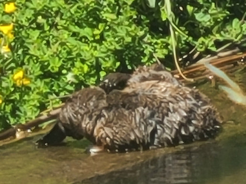 Inala Nature Tours-布鲁尼岛必去景点