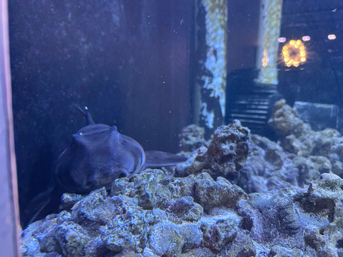 Boca Aquarium-博卡拉顿必去景点