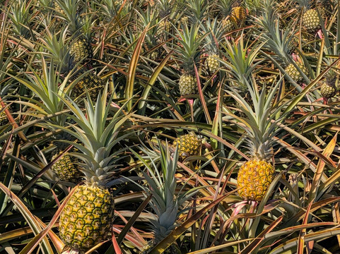 Maui Pineapple Tour-马卡瓦必去景点
