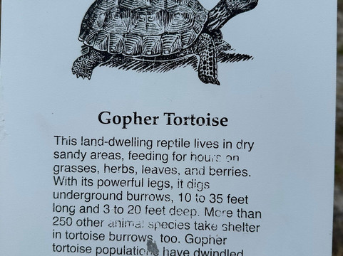 Smyrna Dunes Park-新士麦那海滩必去景点