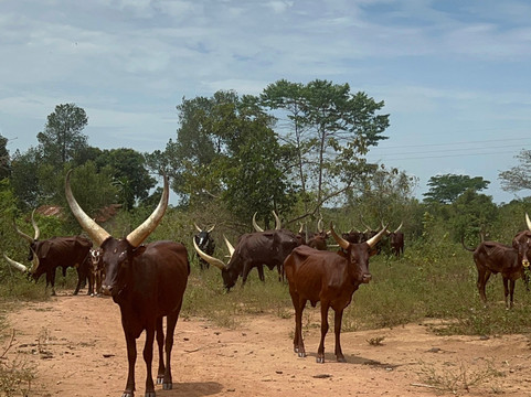 Walters Tours Uganda-坎帕拉必去景点