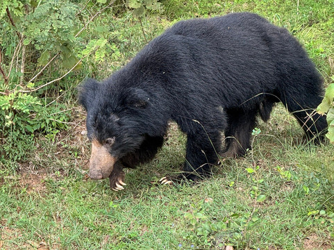 Chathu Lanka Tours-康提必去景点
