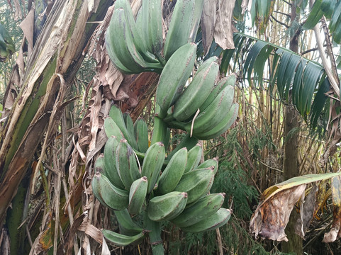 Quinta do Agricultor-蓬塔德尔加达必去景点