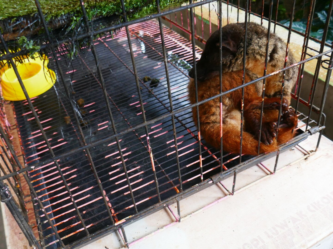 Kopi Luwak Cikole-连旺必去景点