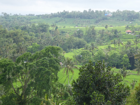 Jatiluwih Bali-Jatiluwih必去景点