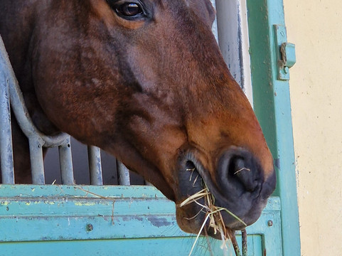 Le Cadre Noir-梭缪尔必去景点