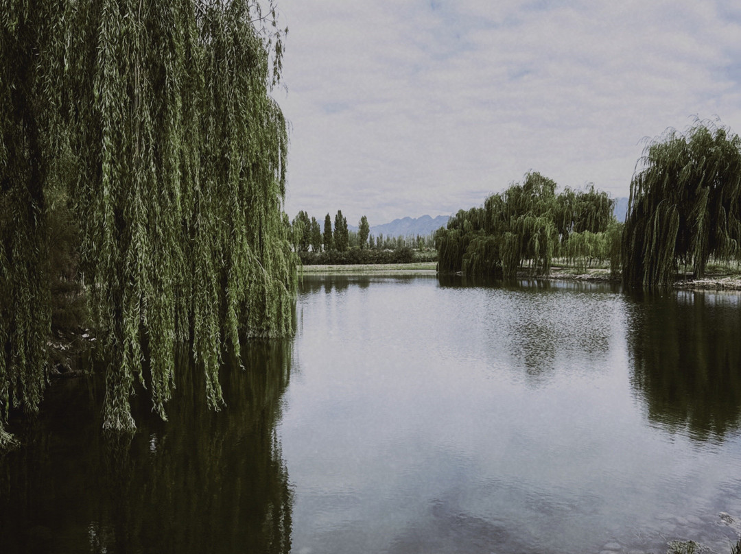 Altieri Wines - Vinorum-路冉得库约必去景点