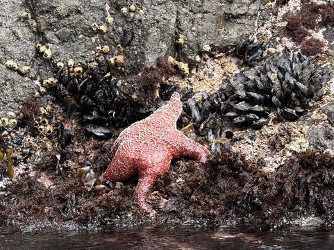 Kayak Mendocino-Little River必去景点