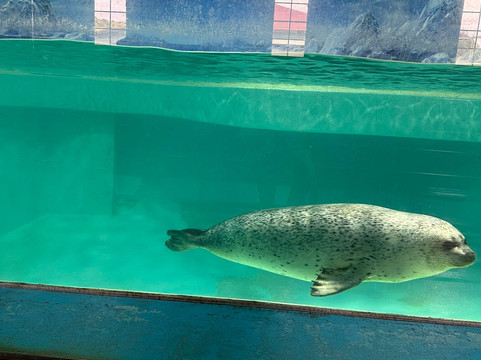 Shimoda Aquarium-下田市必去景点