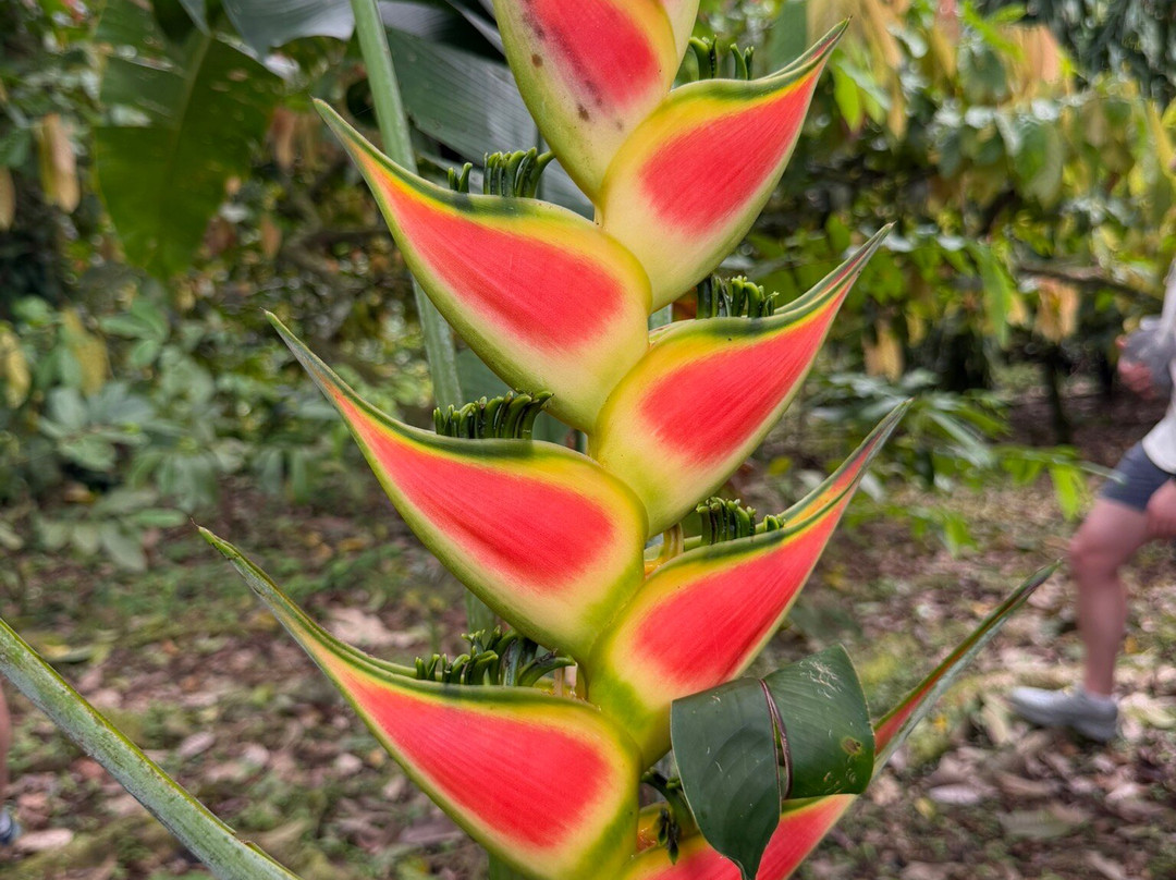 Green Acres Chocolate Farm and Nature Preserve-Cerro Brujo必去景点