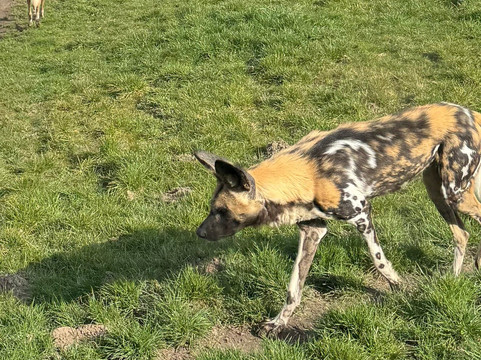 Zooparc Overloon-Overloon必去景点