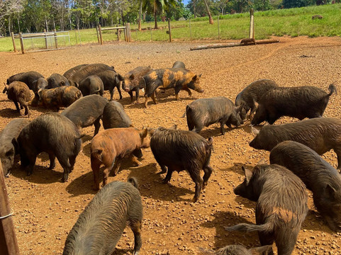 Kauai Plantation Railway-利胡埃必去景点