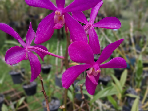 Orchid Island-苏瓦必去景点
