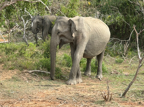 Golden Lanka Tours-卡图纳耶克必去景点