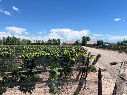 This is Mendoza-门多萨必去景点