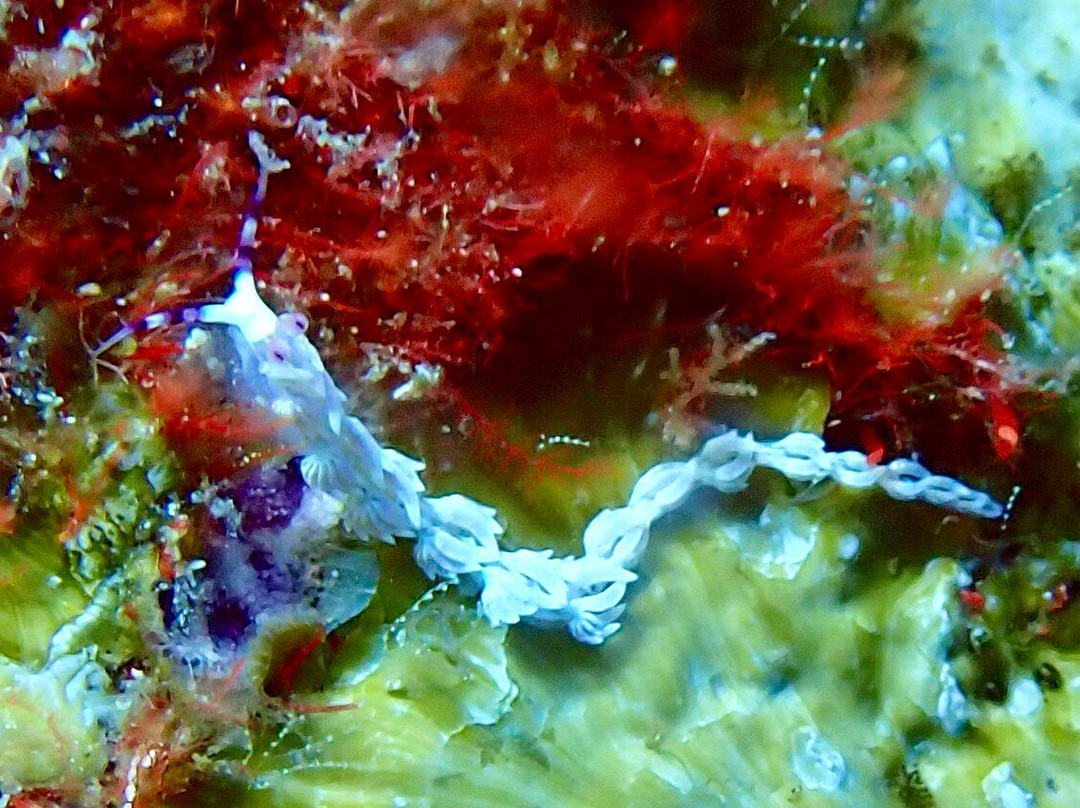 Loma Diving Adventure-拉克山必去景点