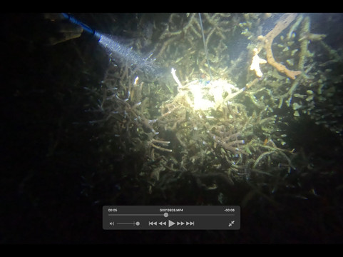 Solitude Lembeh Resort主图