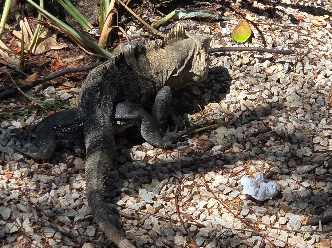 哥斯达黎加秘密帕帕加成人温泉度假村主图