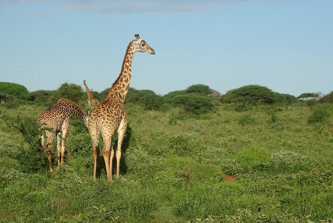 Safari Kenya Plus - Private Day Tour-马林地必去景点