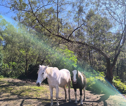 Equine Village by Quinta do Riacho-Santo da Serra必去景点