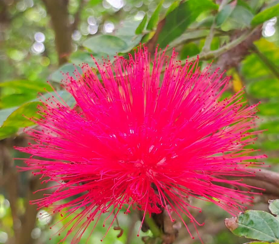 Botanischer Garten-德拉克鲁兹索尔港必去景点