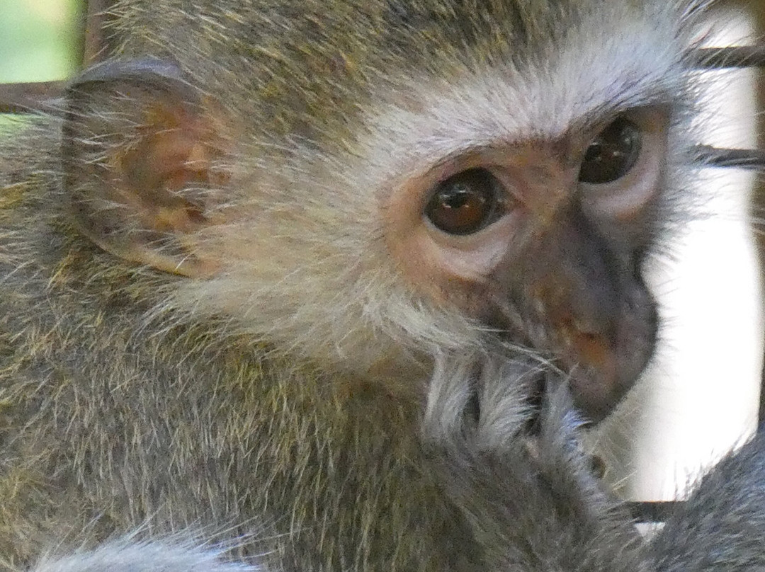 Colobus Conservation-迪亚尼必去景点