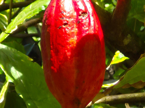 Mandoo's Tour & Taxi Service-St. George's必去景点