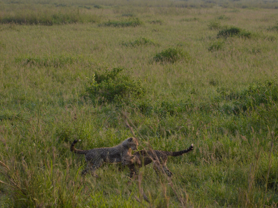 Safari Lenana-瓦塔木必去景点