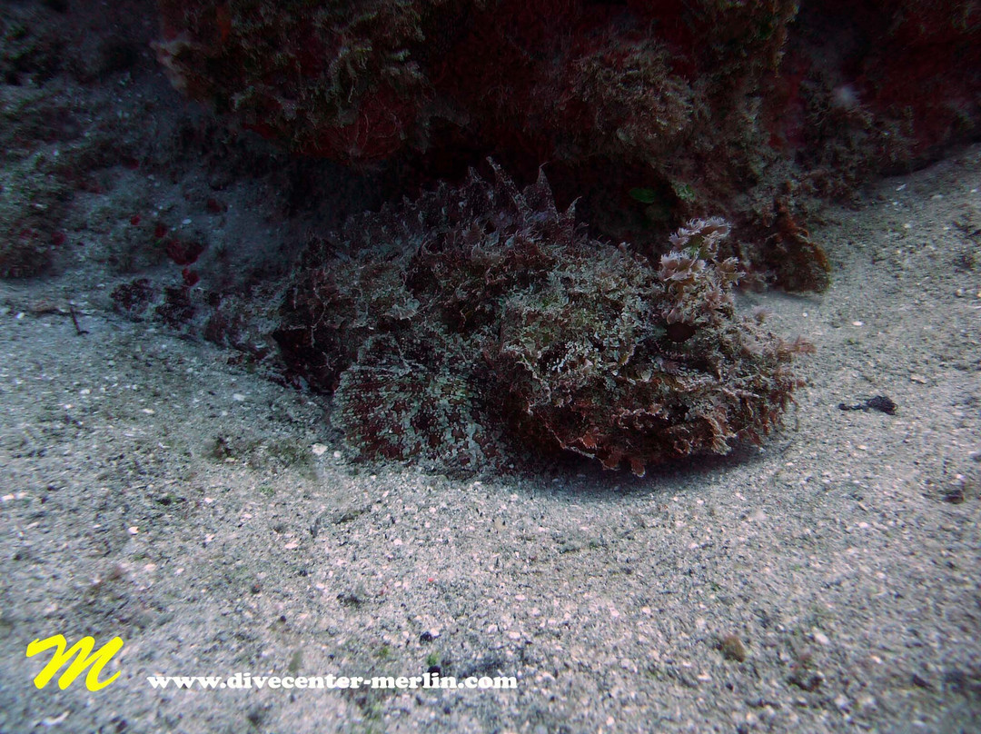 Divecenter Merlin-苏莎亚必去景点