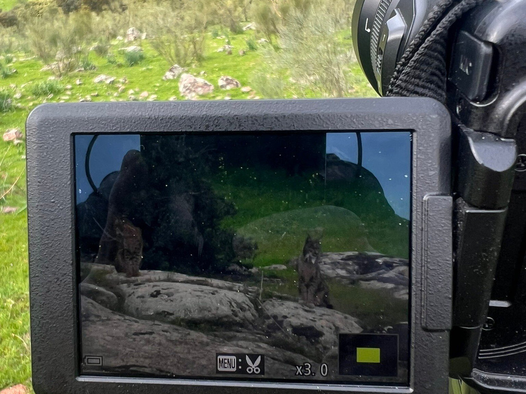 Birds&Lynx Ecotourism-La Carolina必去景点