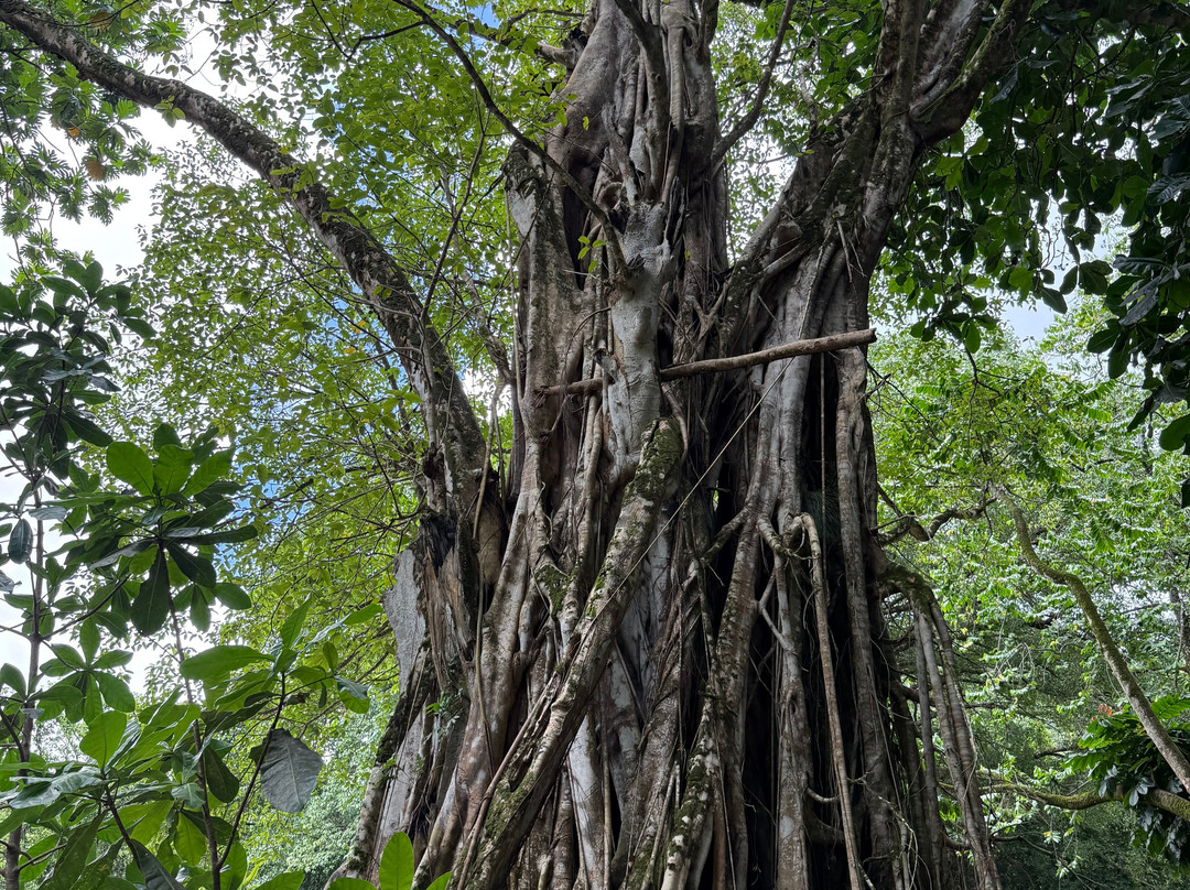 Nuku-Hiva Tours-Nuku Hiva必去景点
