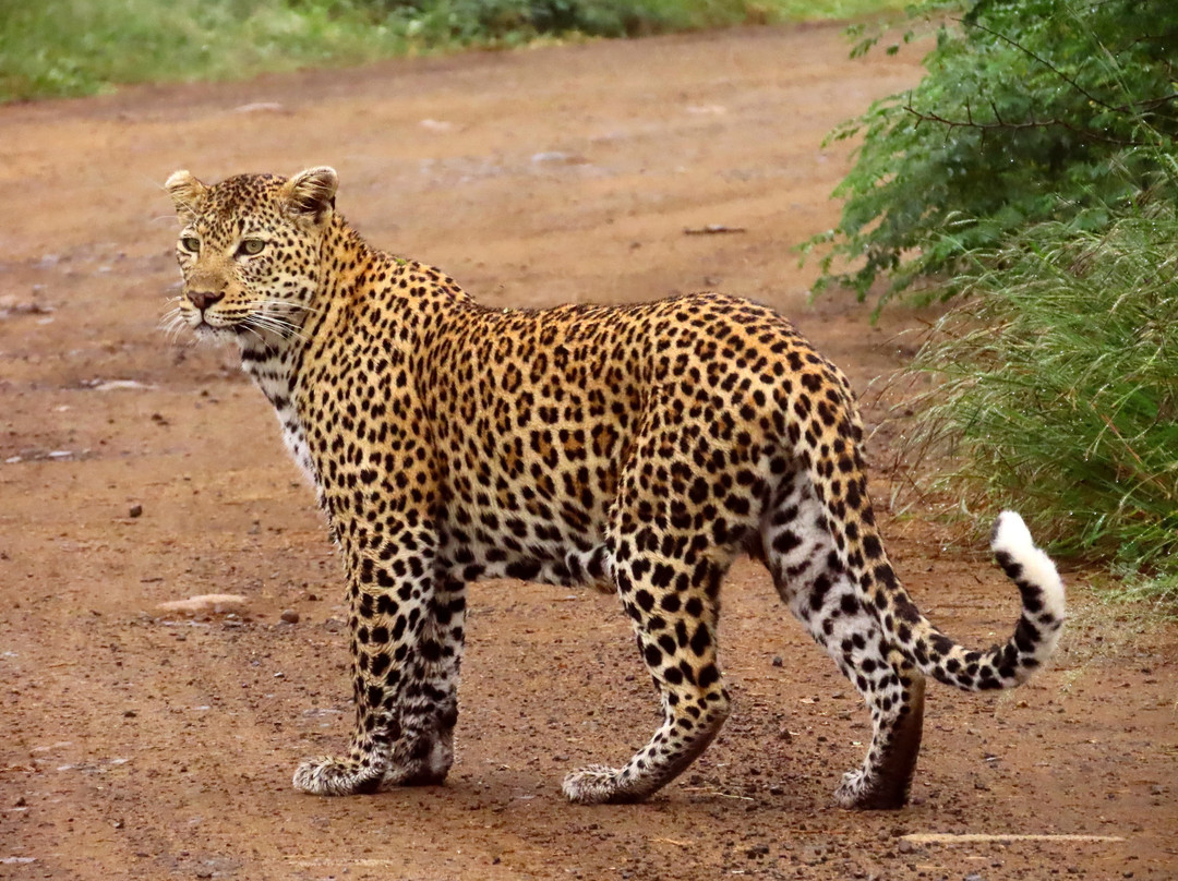 Royal Safaris-库马堤港必去景点