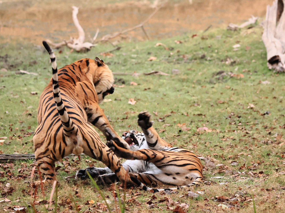 潘趣丛林营地酒店主图