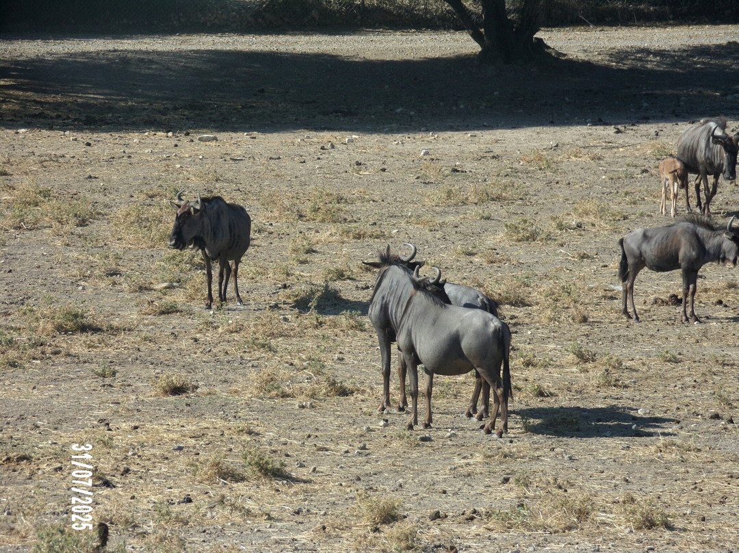 Réserve Africaine de Sigean-Sigean必去景点