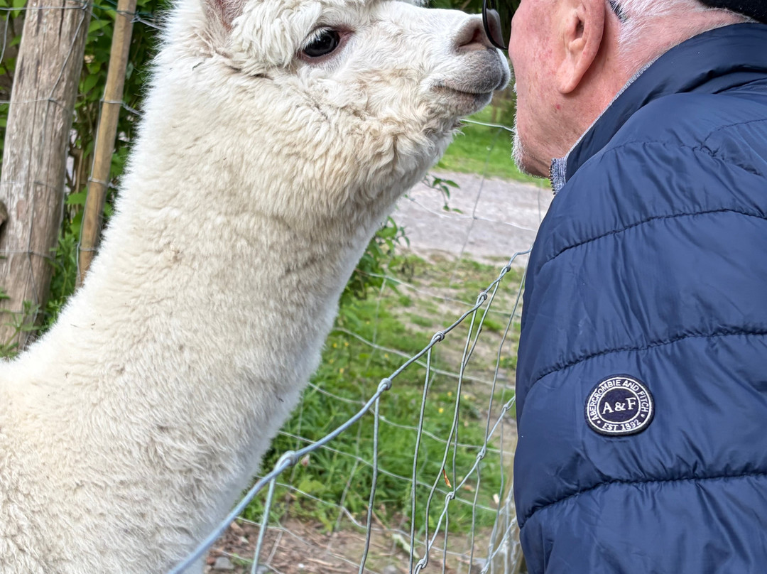 Alpaga Normandie - Animaux Miniatures-巴约必去景点