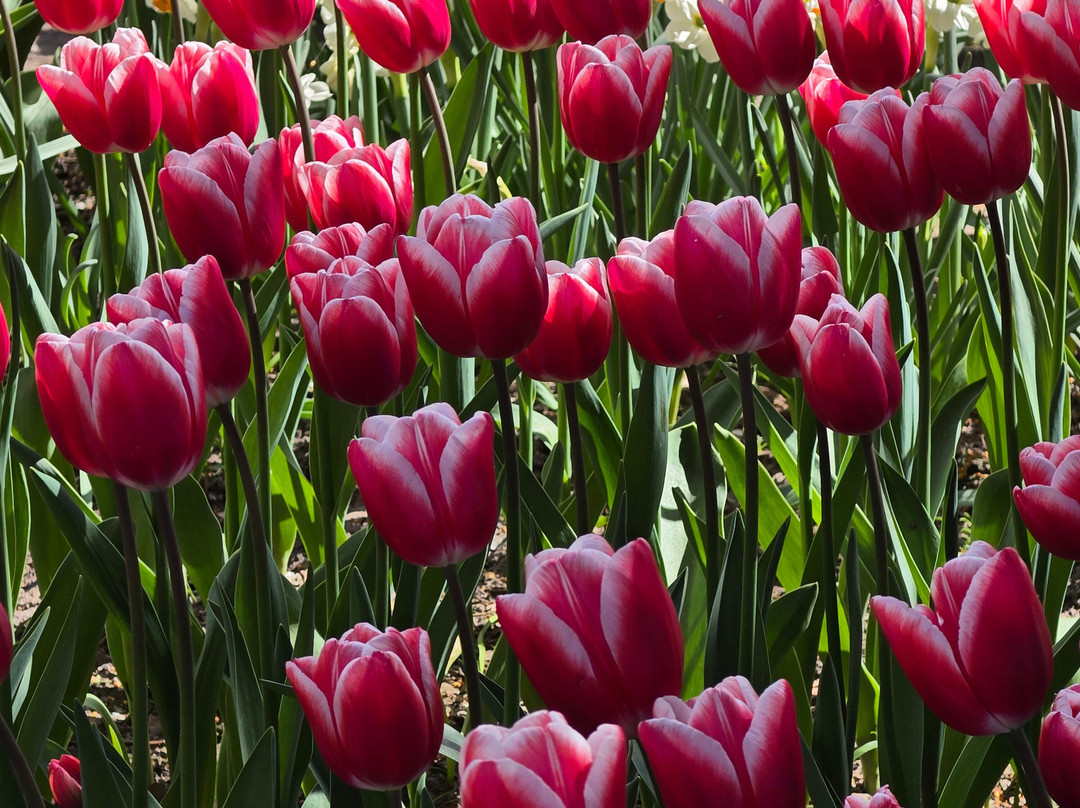 Toms Travel Tours-阿姆斯特丹必去景点