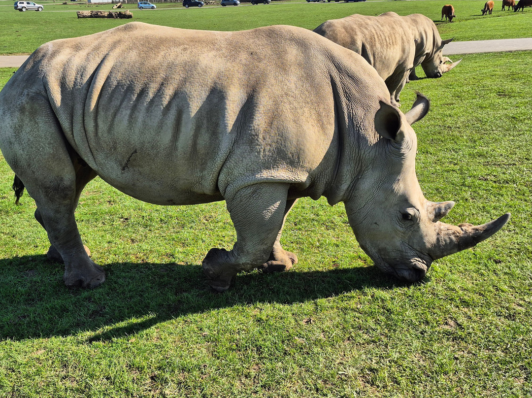 Woburn Safari Park-Woburn必去景点