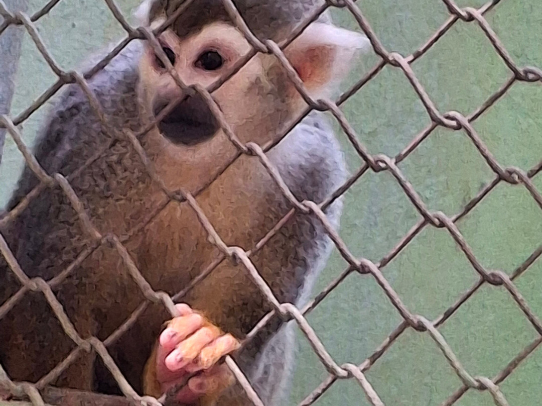 Akumal Monkey Sanctuary & Rescued Animals-艾库玛尔必去景点