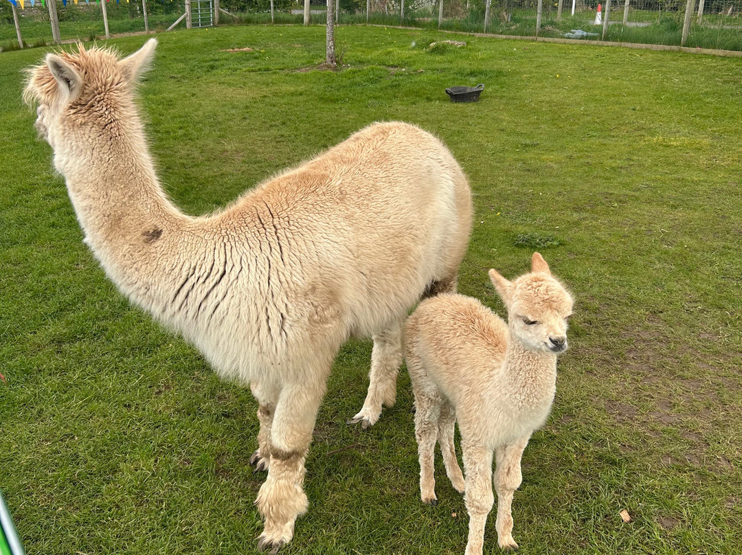 Manorafon Farm Park-Abergele必去景点