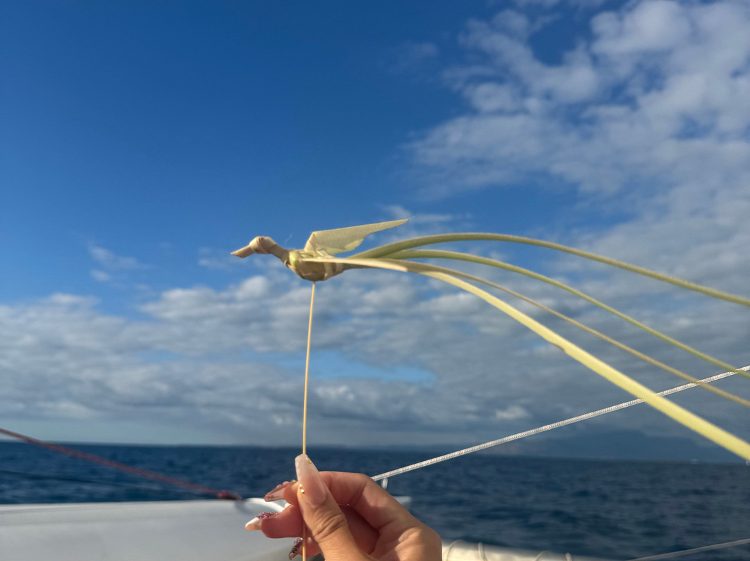 Coral Cats双体船出海一日游-丹娜努岛必去景点