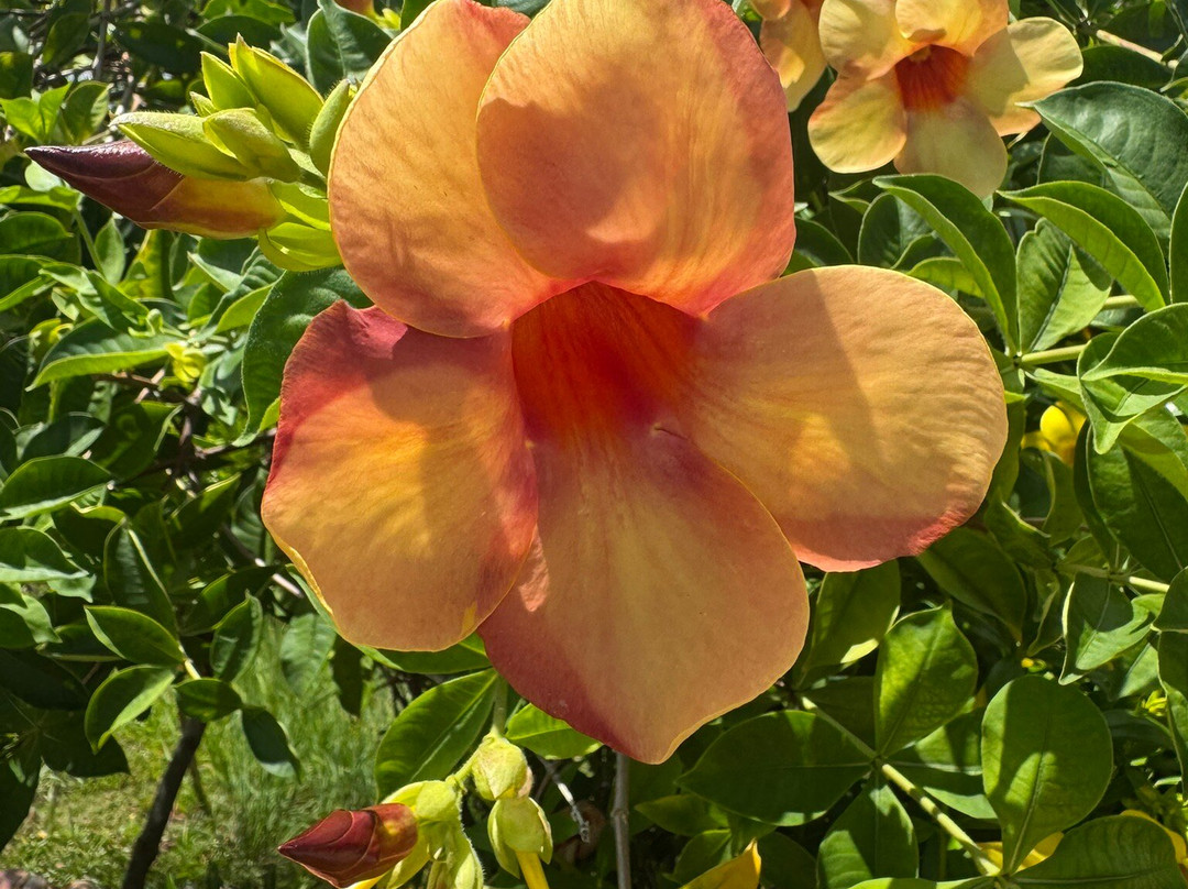 Edelweiss Tours, Seychellen-普拉兰岛必去景点