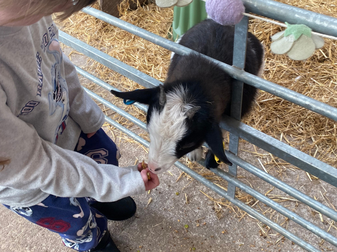 Woodlands Alpaca Farm-沃灵顿必去景点