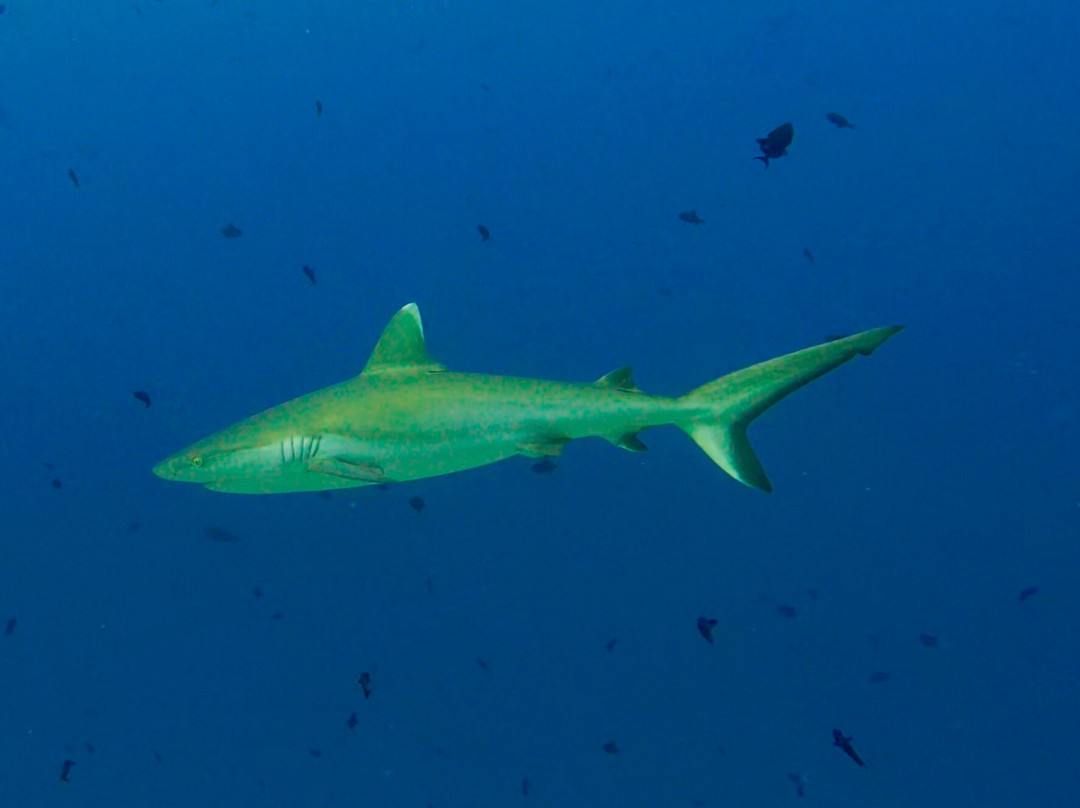 Euro-Divers Vilamendhoo-维拉蔓豪岛必去景点