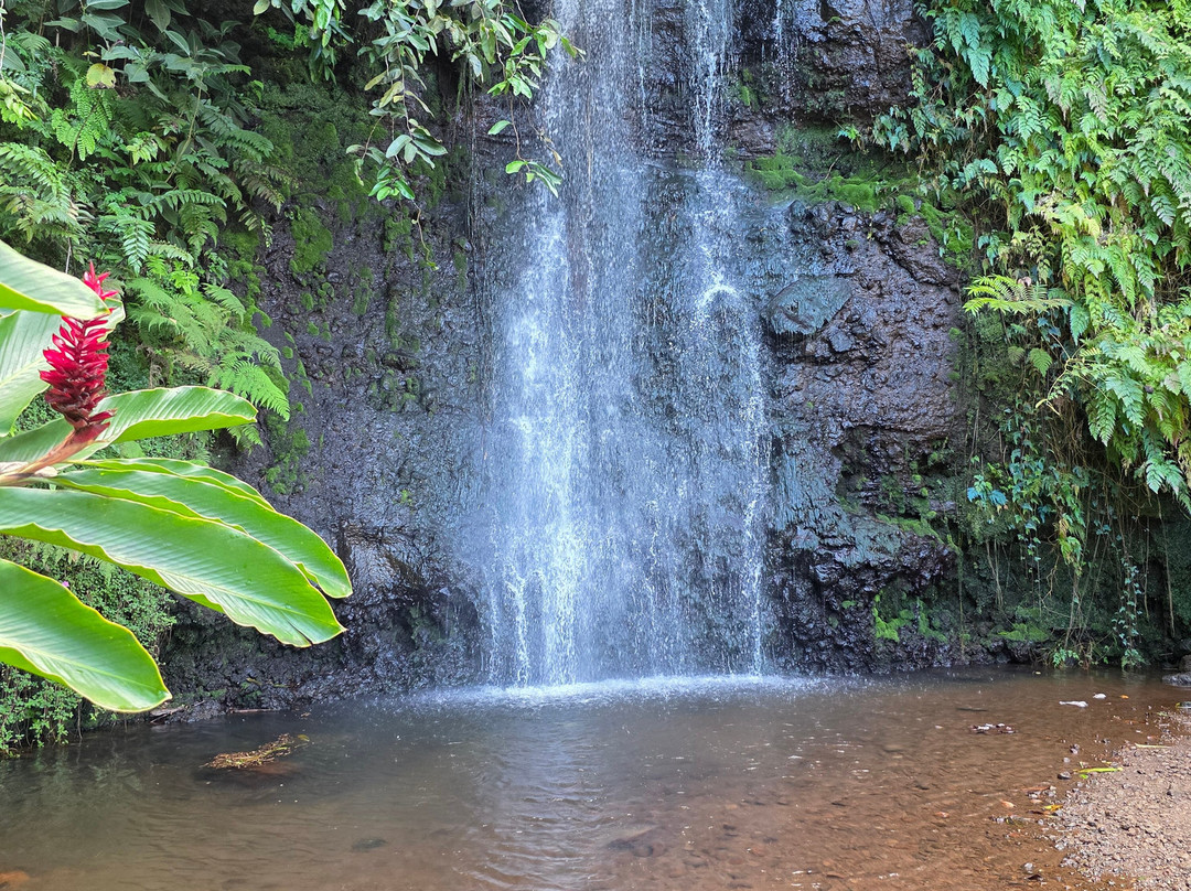 The Water Gardens of  Vaipahi-Taravao必去景点