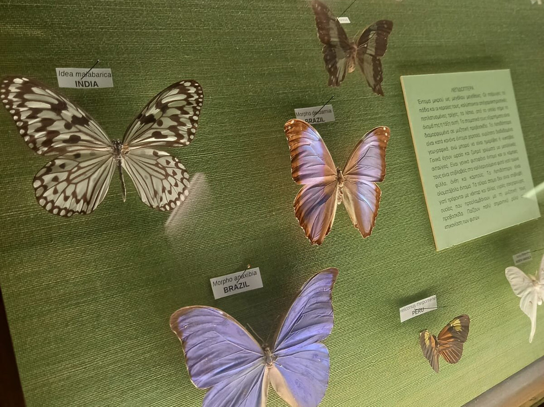 Goulandris Museum of Natural History-基菲萨必去景点