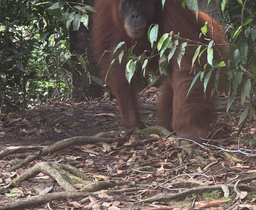 WONDERFULL ORANGUTAN SUMATRA-武吉拉旺必去景点