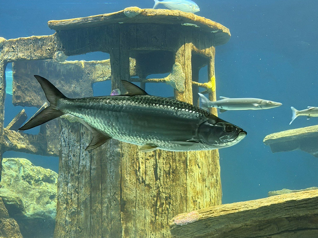 OdySea Aquarium-斯科茨代尔必去景点