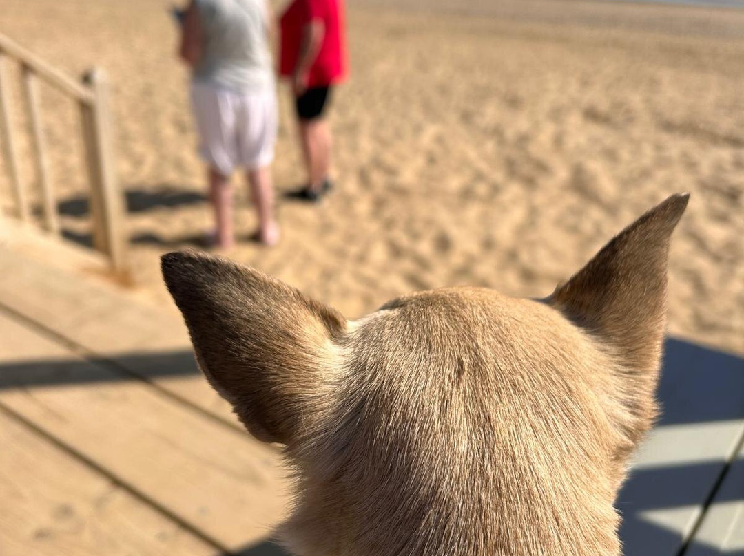 Camber Sands-Camber必去景点