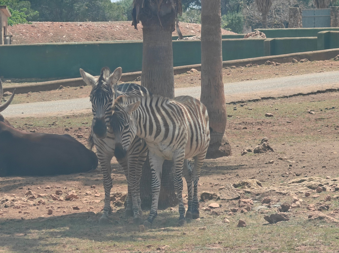 Safari Zoo Mallorca-萨可马必去景点
