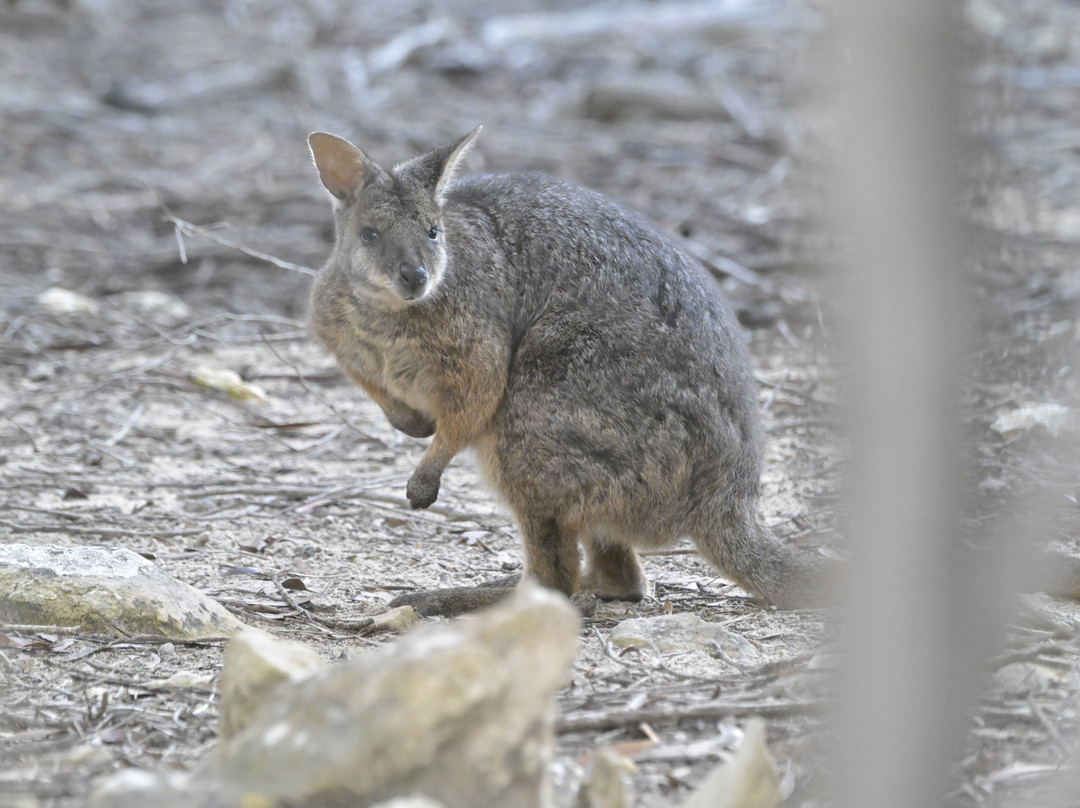 Kangaroo Island Trails-金斯科特必去景点